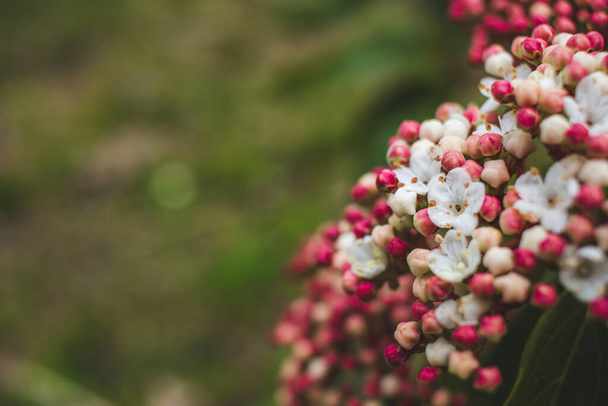 Baharda açan beyaz ve kırmızı viburnum tinus çiçeği. Seçici odaklanma. Boşluğu kopyala. - Fotoğraf, Görsel