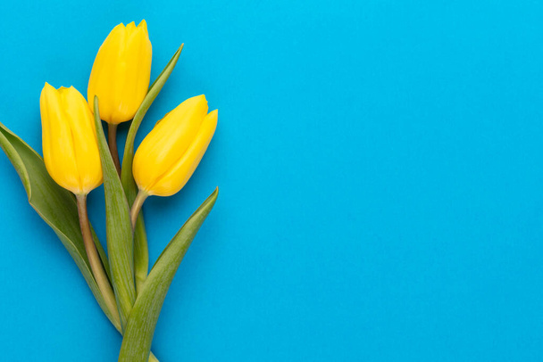 Yellow tulips on blue background. Spring greeting card. Top view. Copy space - Valokuva, kuva