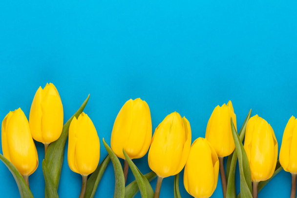 Yellow tulips on blue background. Spring greeting card. Top view. Copy space - Φωτογραφία, εικόνα