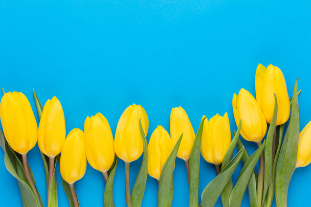 Yellow tulips on the blue background. - Zdjęcie, obraz