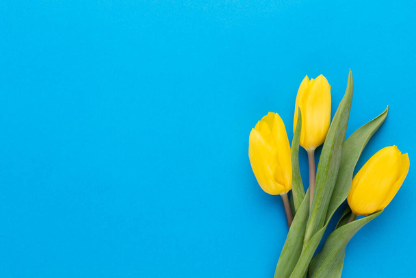 Yellow tulips on the blue background. - Photo, image