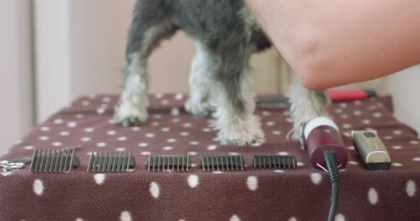 De close-up van de honden Clipper en aanbouwdelen liggend op de tafel Elleboog van een mannetje, die borstelt de yorkshire terriër, verblijf op de tafel - Video