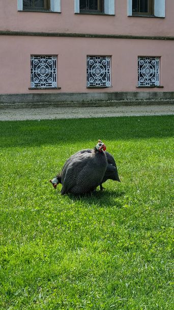 gallina de Guinea cruda entera aislada - Foto, imagen