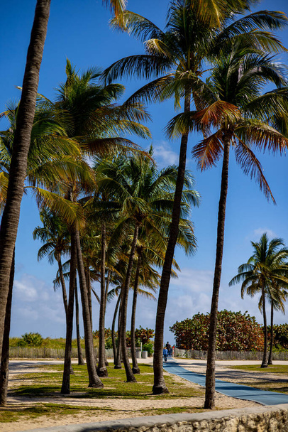 The beautiful palm trees at South Beach Miami - Foto, Imagem