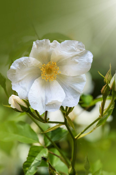 Όμορφο τριαντάφυλλο λουλούδι από κοντά. Τριανταφυλλιά, Rosa canina ανοιχτό ροζ λουλούδια ανθίζουν στα κλαδιά, όμορφο άγριο θάμνο. Rosa woodsii, μια ποικιλία από τριανταφυλλιές γνωστή ως δάσος ή εσωτερικό τριαντάφυλλο - Φωτογραφία, εικόνα