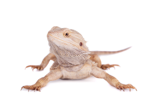 Central Bearded Dragon on white background - Photo, image