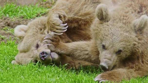 Dos osos marrones descansando y jugando sobre hierba verde en el bosque. - Metraje, vídeo