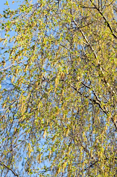 Birch in spring. - 写真・画像