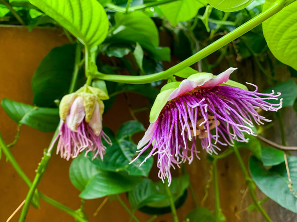 Passion fruit flowers in bloom are purple - Photo, Image
