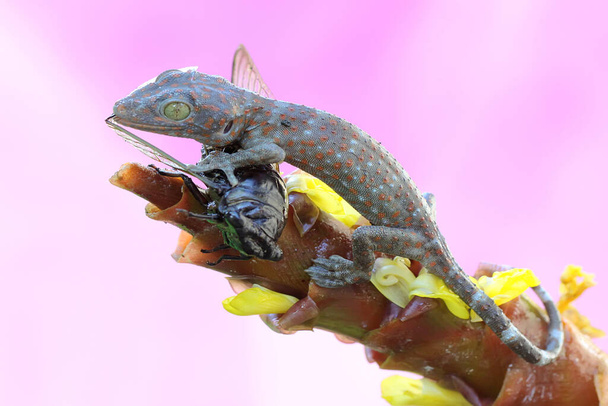 Ein junger Tokay-Gecko macht Jagd auf eine Zikade. Dieses Reptil trägt den wissenschaftlichen Namen Gekko Gecko.  - Foto, Bild