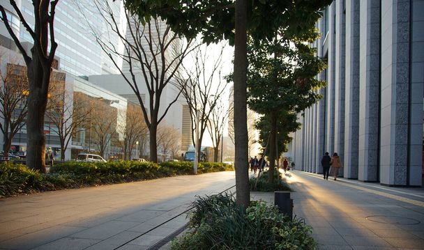  Paseo lateral con árboles en una calle urbana iluminada por el sol                               - Foto, imagen