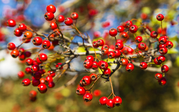 Baum mit roten Beeren - Foto, Bild