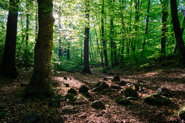 Bahar sabahı Fageda d 'en Jorda, Girona, İspanya' da kayın ormanları - Fotoğraf, Görsel