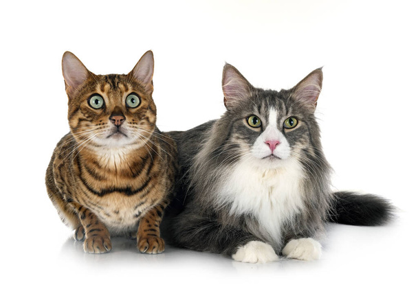 Norwegian Forest cat and bengal cat in front of white background - Photo, Image