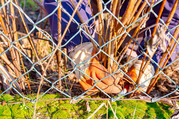 Θέα μέσα από το συρματόπλεγμα του κηπουρού με προστατευτικά γάντια στα χέρια του, κλαδεύει κλαδιά ξηρής βλάστησης χρησιμοποιώντας μικρά κλαδευτήρια κήπου. - Φωτογραφία, εικόνα