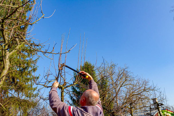 Agricultor está podando ramos de árvores frutíferas em pomar usando longos loppers no início da primavera. - Foto, Imagem