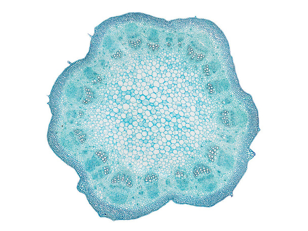 Querschnitt geschnitten Scheibe des Pflanzenstammes unter dem Mikroskop mikroskopische Ansicht von Pflanzenzellen für botanische Ausbildung hohe Qualität - Foto, Bild