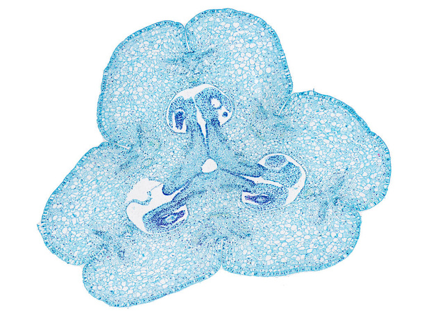 poikkileikkaus leikattu siivu kasvien varren mikroskoopilla mikroskooppinen näkymä kasvitieteellinen koulutus korkea laatu - Valokuva, kuva
