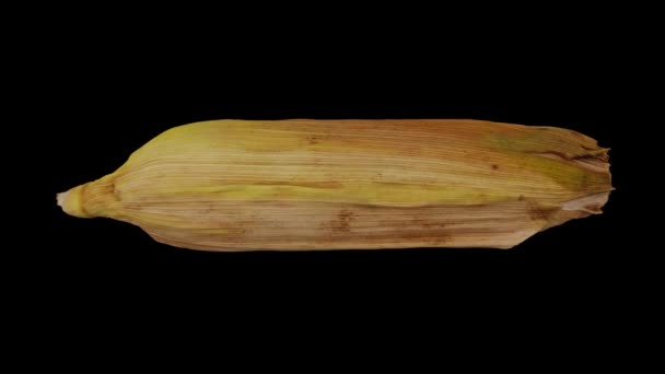 Representación realista de un maíz sin pelar (Maíz) sobre la mazorca en la cáscara sobre fondo negro. El video está girando sin problemas, y el objeto 3D se escanea desde un maíz real. - Imágenes, Vídeo