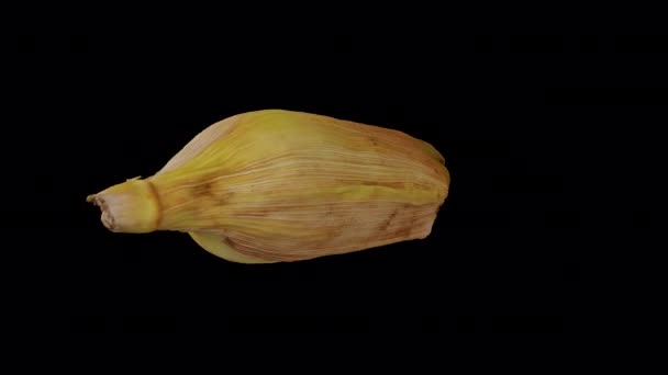 Representación realista de un maíz sin pelar (Maíz) giratorio en la mazorca en la cáscara sobre fondo transparente (con canal alfa). El video está girando sin problemas, y el objeto 3D se escanea desde un maíz real. - Metraje, vídeo