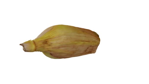 Reproduction réaliste d'un maïs non pelé rotatif (maïs) sur l'épi dans l'écorce sur fond blanc. La vidéo est parfaitement en boucle, et l'objet 3D est scanné à partir d'un vrai maïs. - Séquence, vidéo