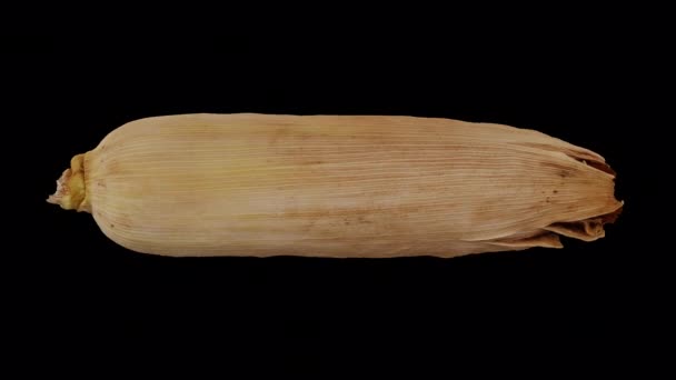 Realistic render of a rolling Unpeeled Corn (Maize) on the Cob in the Husk on transparent background (with alpha channel). The video is seamlessly looping, and the 3D object is scanned from a real corn. - Footage, Video