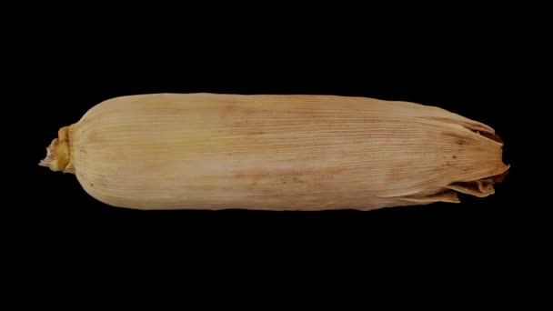 Реалістичний візуалізація прокатки Unpeeled Corn (Maize) на коб у гаші на чорному тлі. Відео плавно циклічне, і 3D об'єкт сканується з реальної кукурудзи. - Кадри, відео
