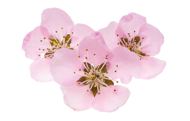 Sakura Blume isoliert auf weißem Hintergrund  - Foto, Bild