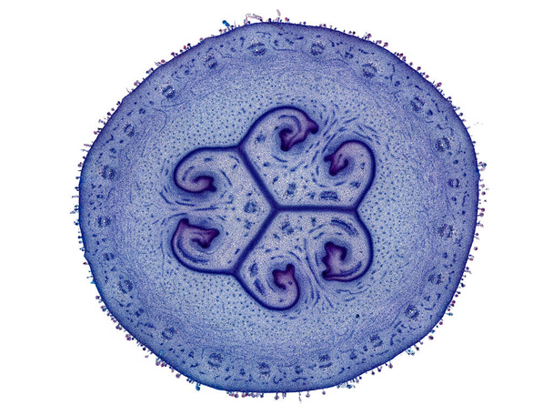 poikkileikkaus leikattu siivu kasvien varren mikroskoopilla mikroskooppinen näkymä kasvitieteellinen koulutus korkea laatu - Valokuva, kuva