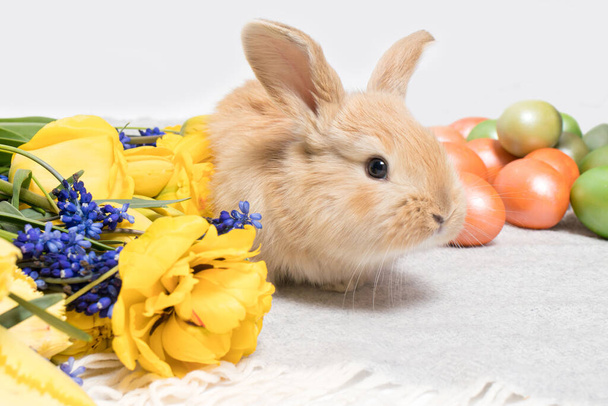 Słodki królik wielkanocny z malowanymi jajkami i wiosennymi kwiatami na szarym tle - Zdjęcie, obraz