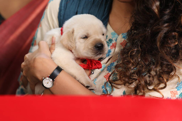 Vrouwelijke hand met Pippy hond - Foto, afbeelding