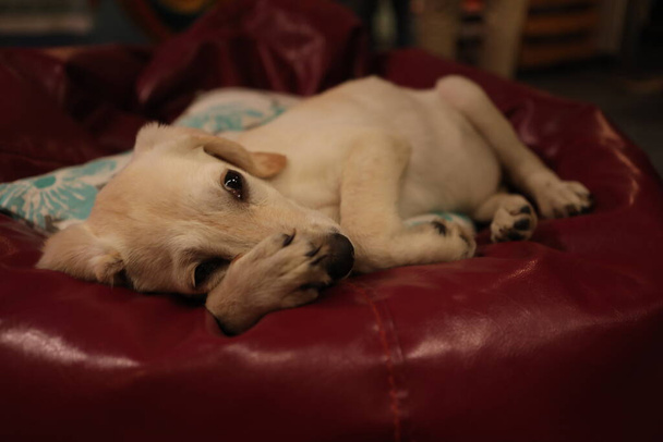 Pet Dog sleeping in the Home - Photo, Image