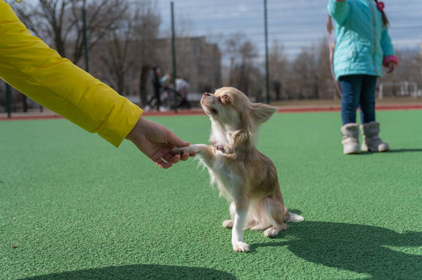 A dog of the Chihuahua breed gives his paw to the owner. The little animal stands on the green surface of the sports field. A five-year-old girl in the background. A family walk with a pet. Outside. - Photo, Image