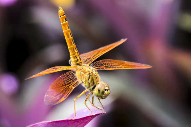 Dragonfly - Photo, Image