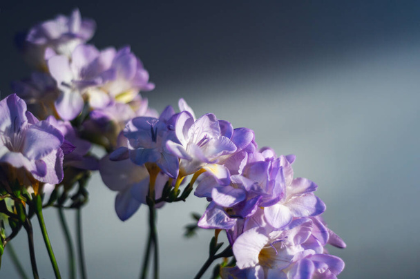 フリージアの花束 - 写真・画像