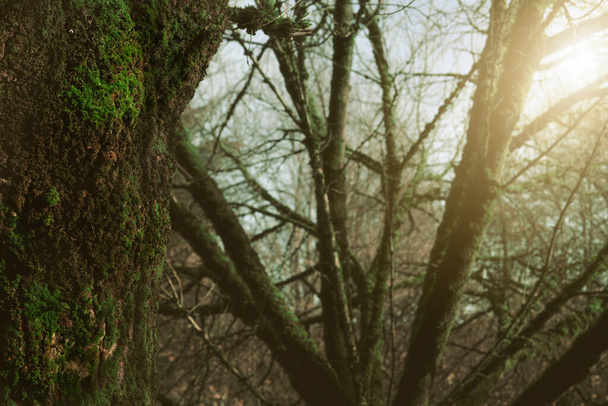 Selektiv fokussiert grünes Moos auf einen Baumstamm im Wald. Baumstamm mit grünem Moos bedeckt auf verschwommenem Hintergrund Äste von Bäumen im Dschungel. Schönheit in der Natur. Tapete Natur. Biodiversität im Wald. - Foto, Bild
