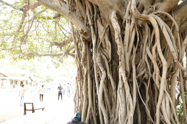 Raíces del árbol de la sabiduría en la naturaleza - Foto, Imagen