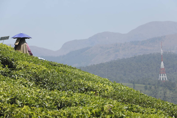 Trabalhadores na plantação de chá Foarm Munnar Kerala Índia - Foto, Imagem