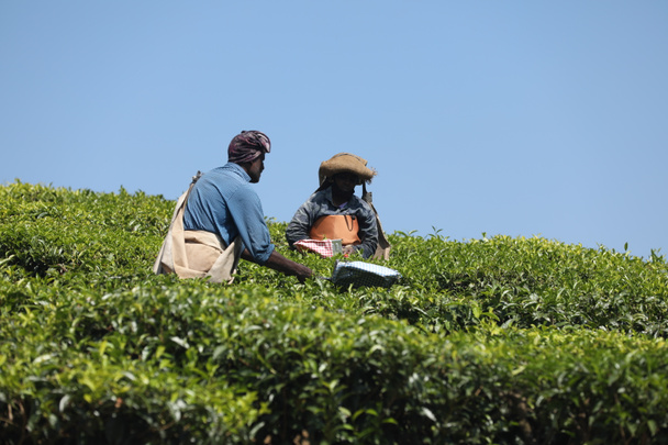 Työntekijät Tea Plantation Foarm Munnar Kerala Intia - Valokuva, kuva