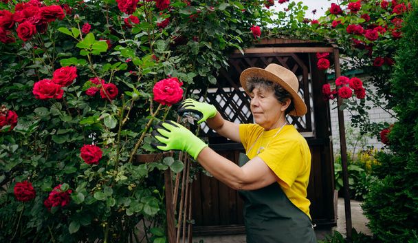Starsza kobieta ogrodnik w kapeluszu pracuje na podwórku i przycinanie kwiatów z sekatorami. Koncepcja ogrodnictwa, uprawy i pielęgnacji kwiatów i roślin. - Zdjęcie, obraz