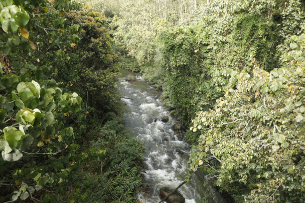 acqua che scorre attraverso rocce muschiose nella foresta - Foto, immagini
