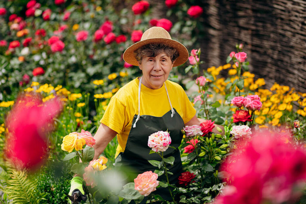 Старшая женщина-садовница в шляпе работает во дворе и обрезает цветы секаторами. Концепция садоводства, выращивания и ухода за цветами и растениями. - Фото, изображение