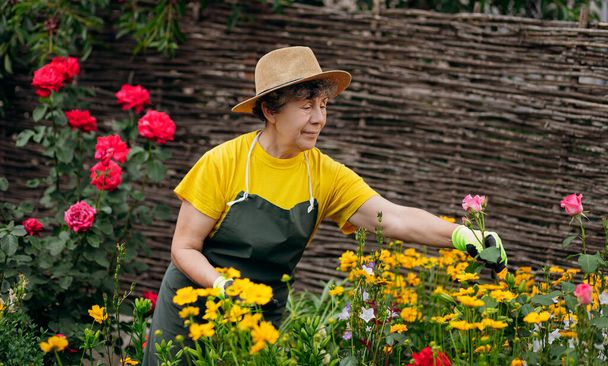 Retrato de una jardinera mayor con un sombrero trabajando en su patio con rosas. El concepto de jardinería, cultivo y cuidado de flores y plantas. - Foto, imagen