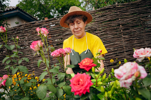 Portrait of a Senior woman gardener in a hat working in her yard with roses. The concept of gardening, growing and caring for flowers and plants. - Foto, Imagen