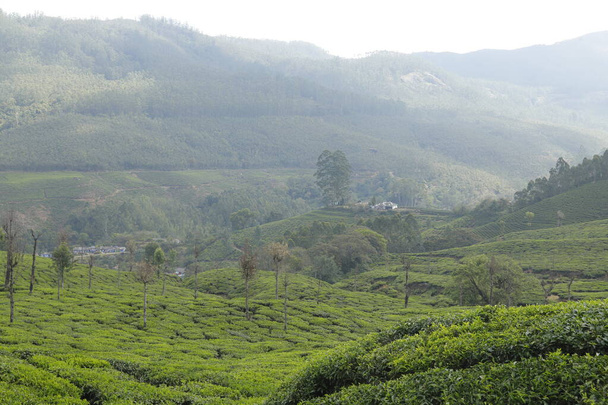 Tea Plantation Farm Munnar Kerala India - Photo, Image