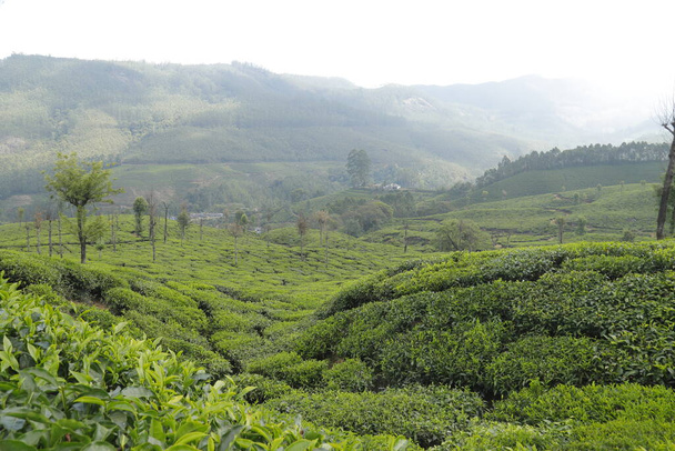 Plantacja herbaty Farm Munnar Kerala Indie - Zdjęcie, obraz