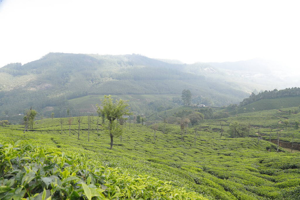 Чайная плантация Муннар Керала Индия - Фото, изображение