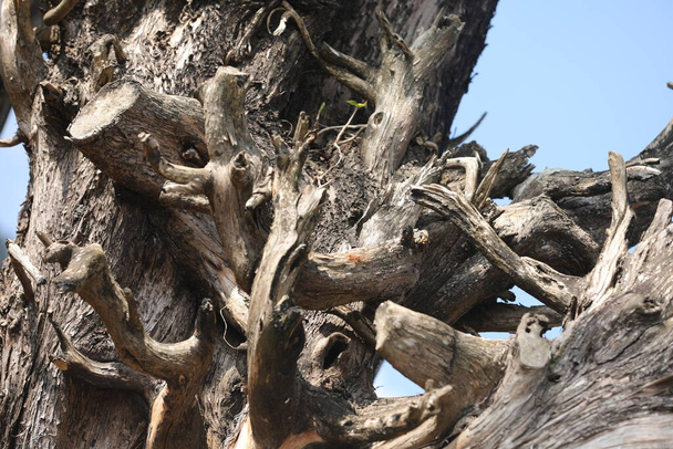 Сухой ствол дерева Текстура Макро выстрел - Фото, изображение