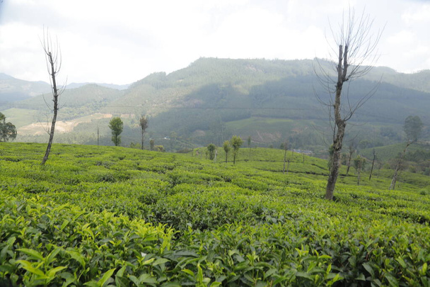 Tea Plantation Farm Munnar Kerala India - Photo, Image