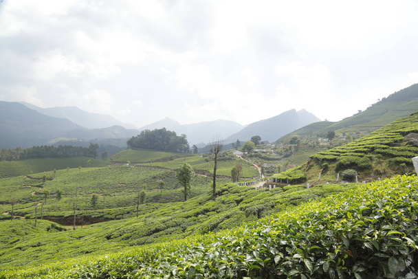 Plantation de thé ferme Munnar Kerala Inde - Photo, image